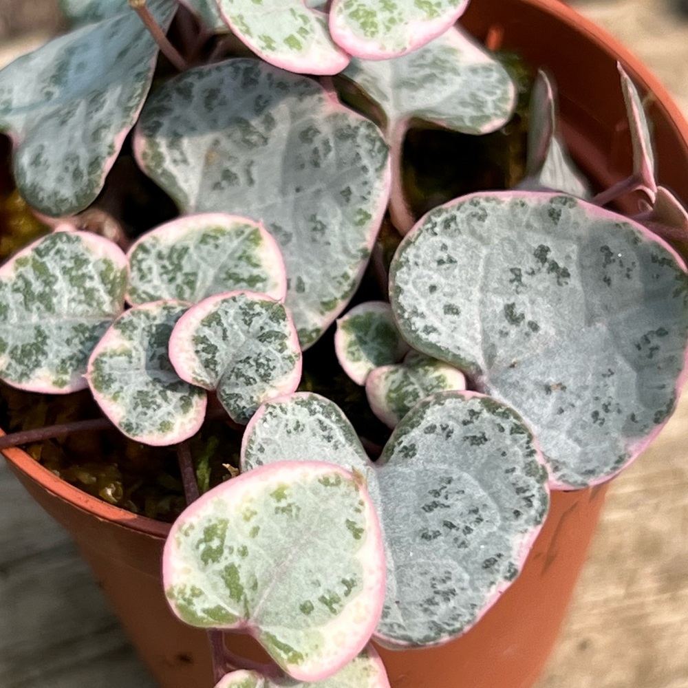 Ceropegia woodii ‘string of hearts’ variegated